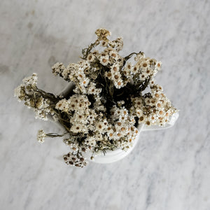 Dried White Aster Bundle