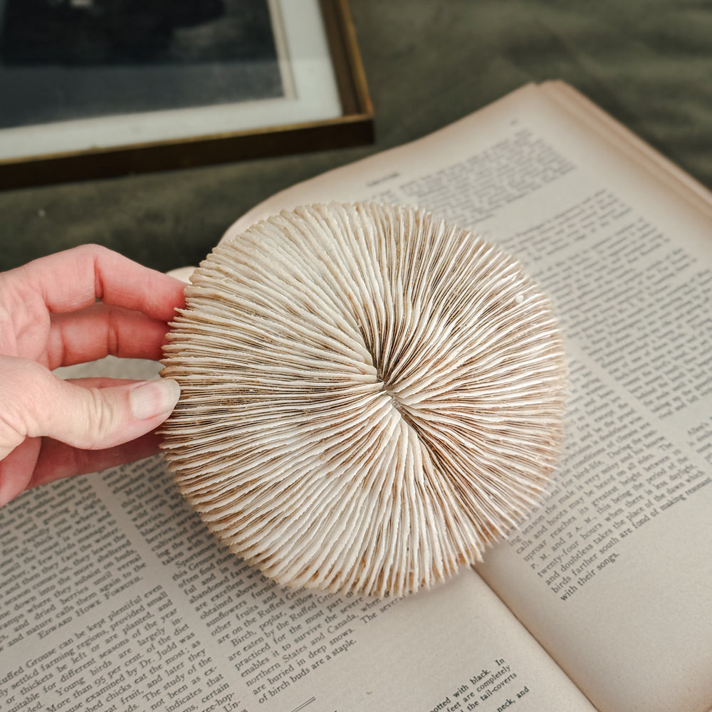 Vintage flat white large coral shell