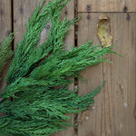 Medium Wispy Cedar Stem