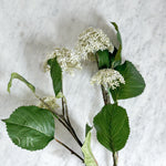 White Viburnum Stem