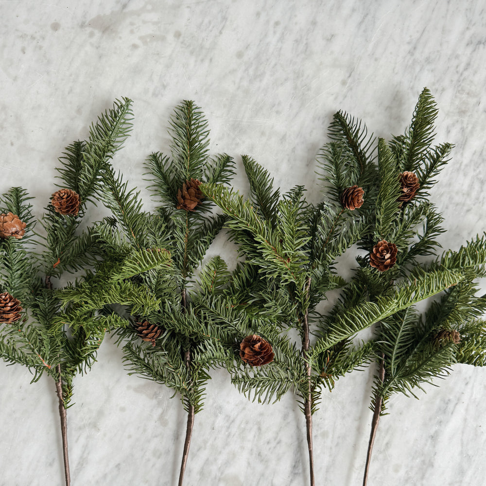 Balsam Fir Stem with pinecones.