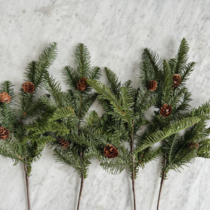 Balsam Fir Stem with pinecones.