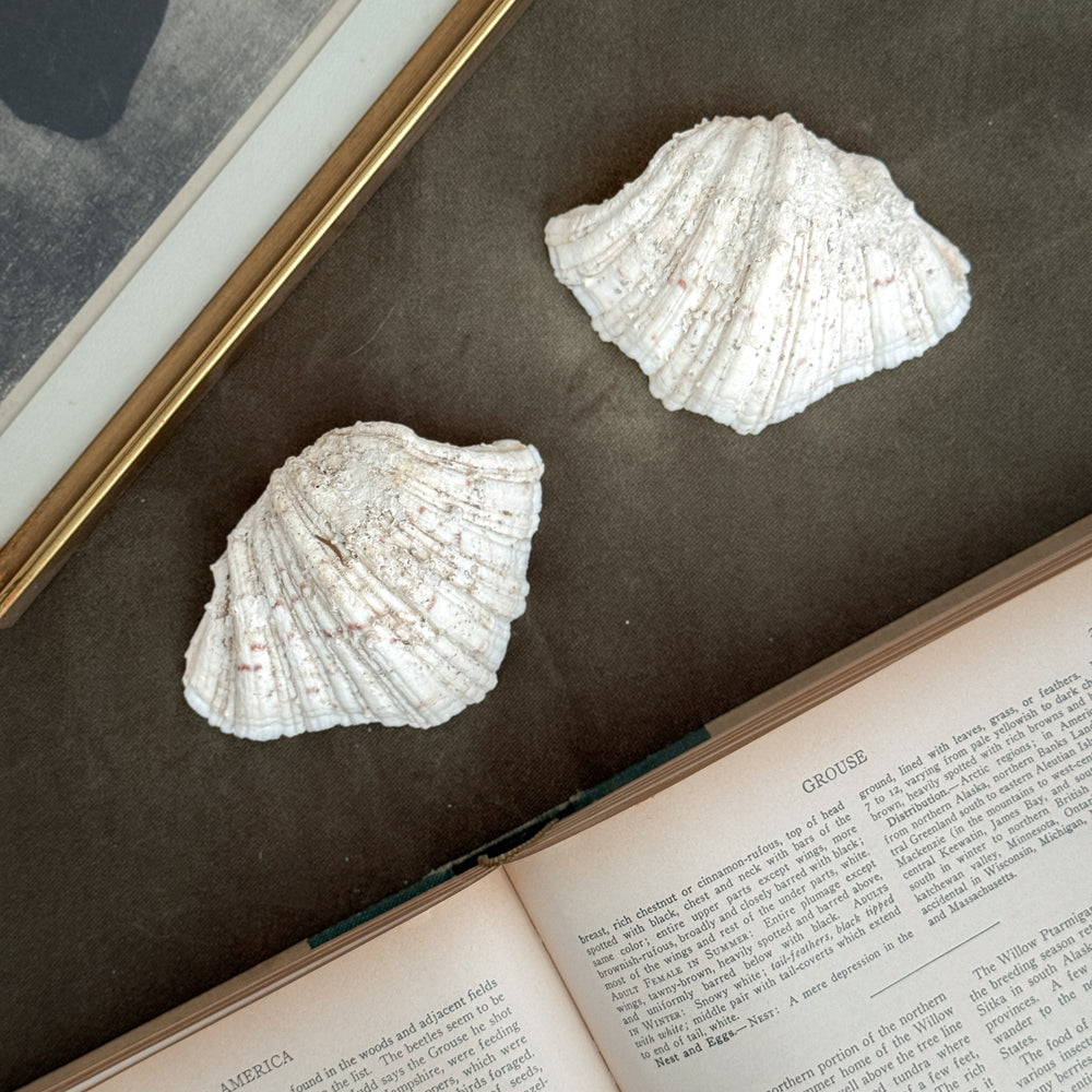 Vintage white clam shell medium