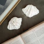 Vintage white clam shell medium