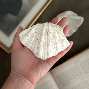 Vintage white clam shell medium