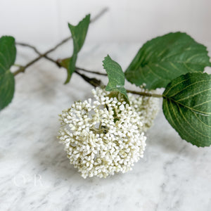 White Viburnum Stem