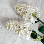 White Limelight Hydrangea Stem
