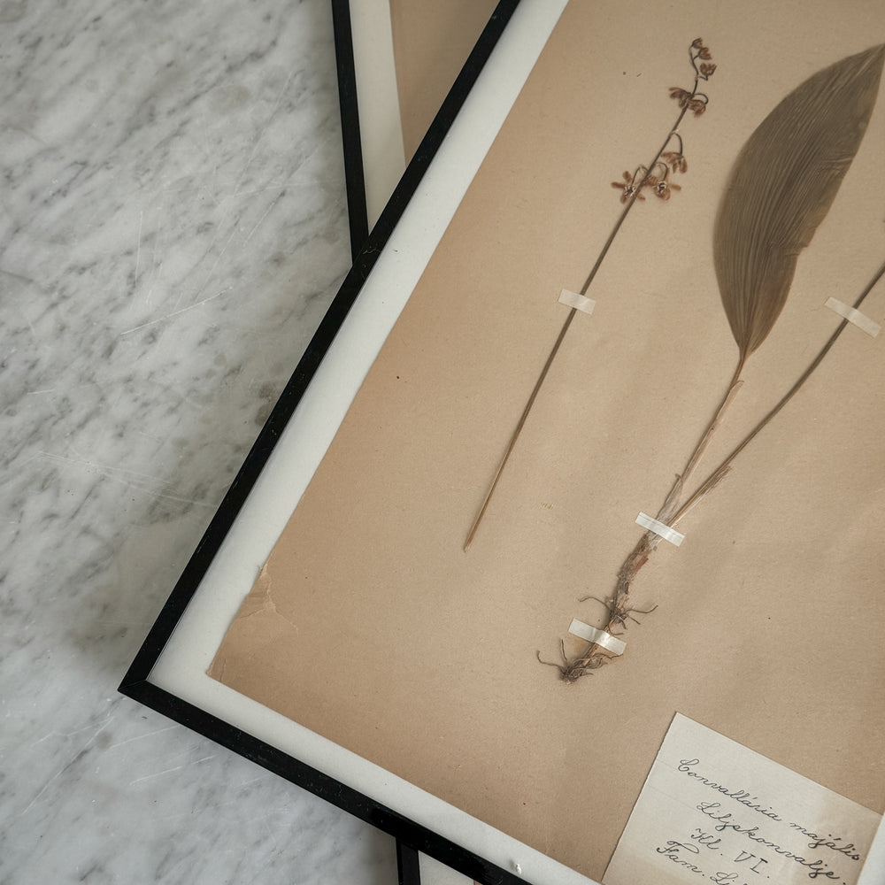 Vintage french 1900's herbarium.