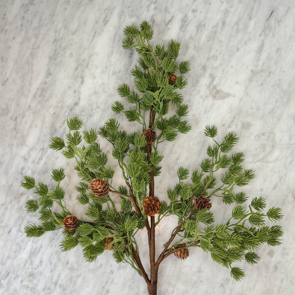 Frasier Fir stem w/ pinecones
