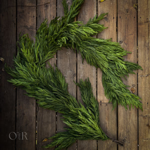 Thick Norfolk Pine Garland.