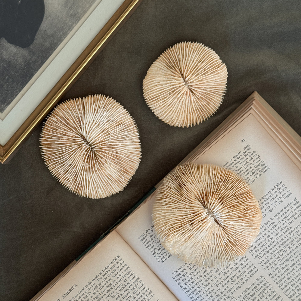Vintage round fan white shell