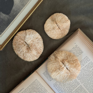 Vintage round fan white shell