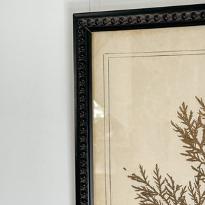 Botanical Framed Art- Flowers from Mount Olive.