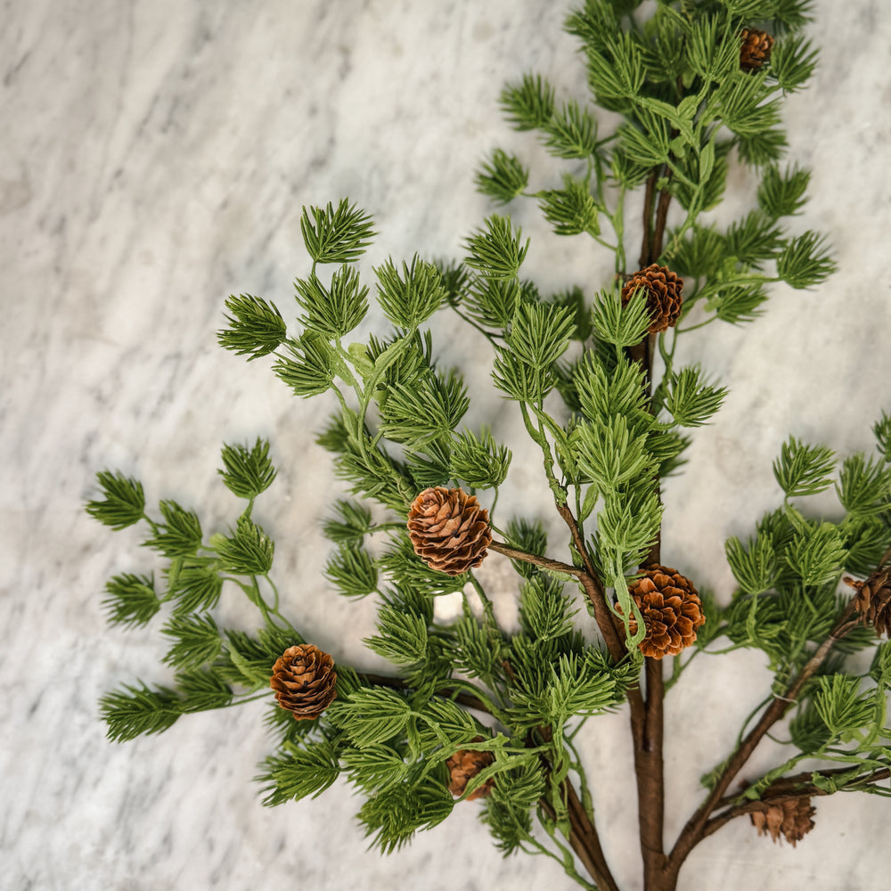 Frasier Fir stem w/ pinecones