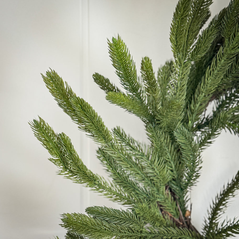 Spruce Wreath.