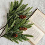 Spruce Stem with pinecones.