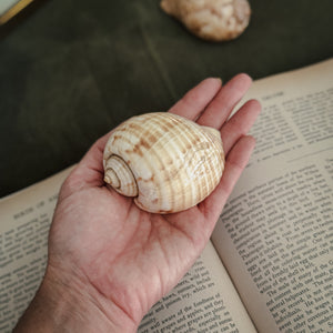 Vintage PAIR brown and white polished shells
