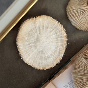Vintage round fan white shell