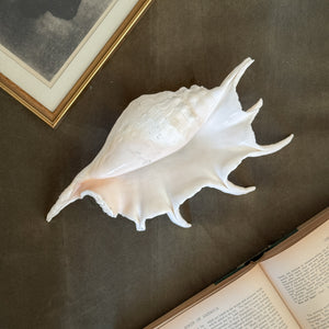 Vintage large white conch shell