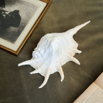 Vintage large white conch shell