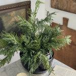 Potted White Cedar Tree.