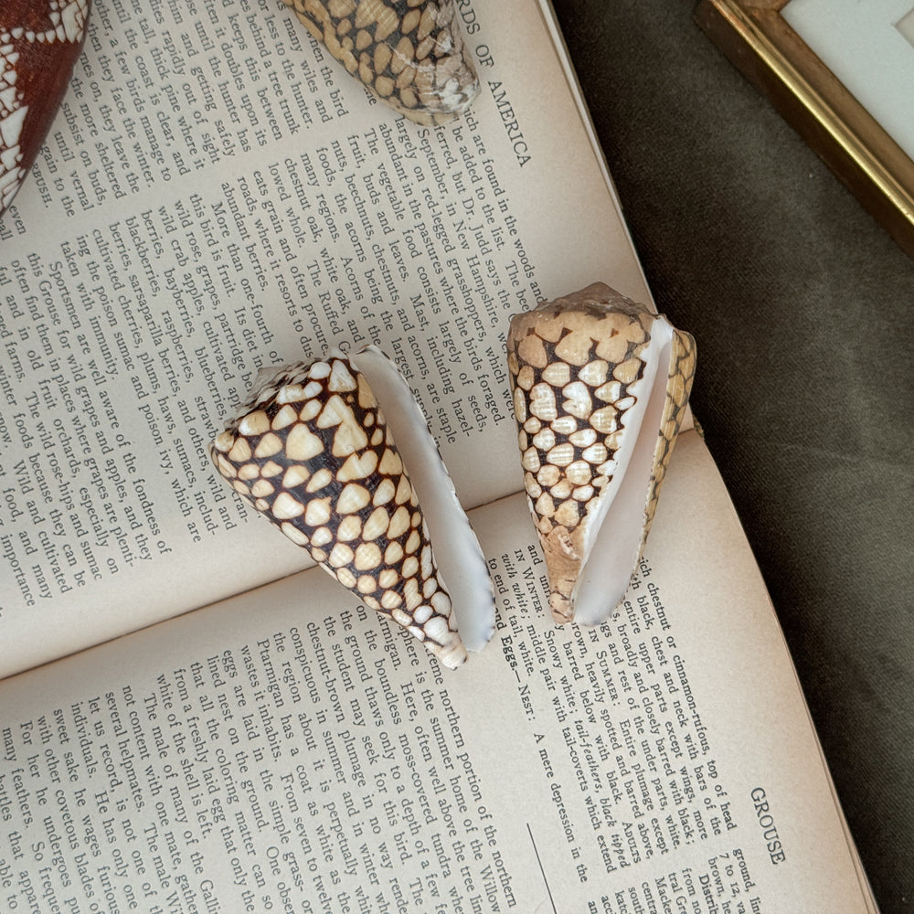 Vintage PAIR brown and white cowrie shells