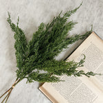 Juniper Pine Bundle Stems.