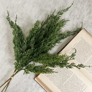 Juniper Pine Bundle Stems.