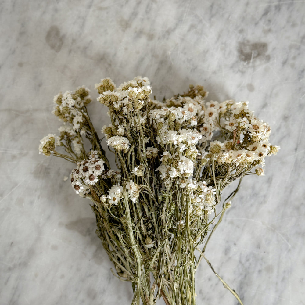 Dried White Aster Bundle