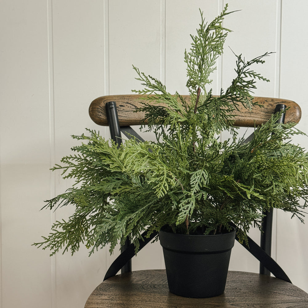 Potted White Cedar Tree.