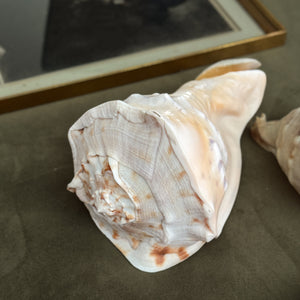 Vintage PAIR large white conch shells