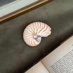 Vintage small Nautilus shell