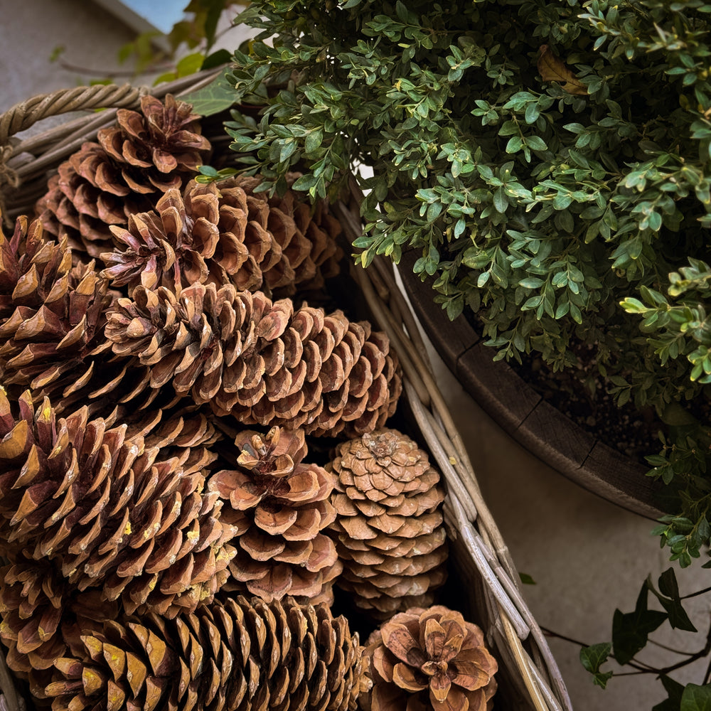 Natural Sugar Pinecone