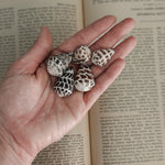 Vintage set of 5 brown cowrie shells