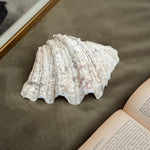 Vintage large clam shell