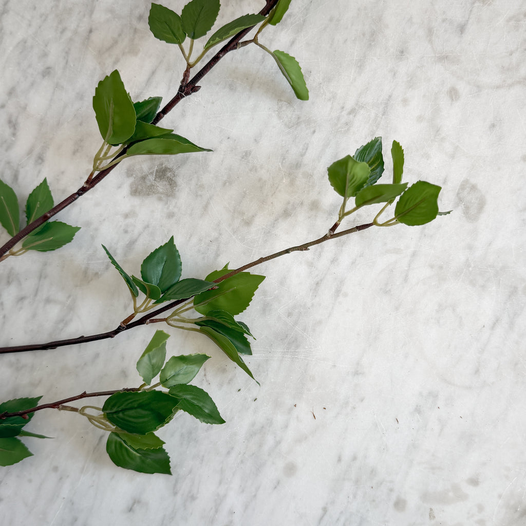 Green leaf ficus branch. – Oliver and Rust
