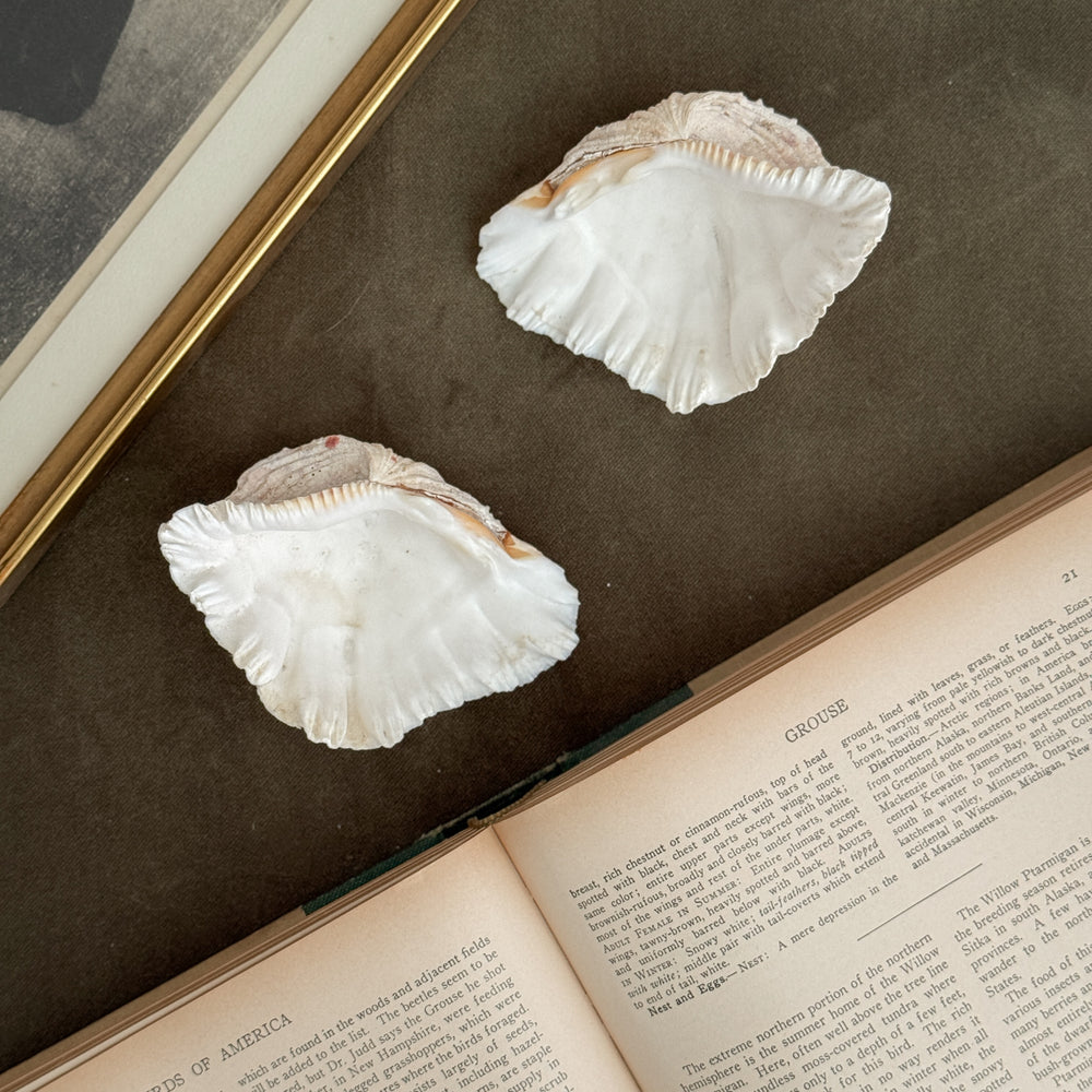 Vintage white clam shell medium