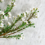Faux Wax Flower.