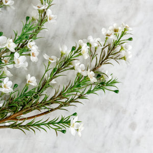 Faux Wax Flower.