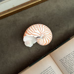 Vintage small Nautilus shell