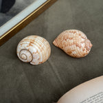 Vintage PAIR brown and white polished shells