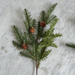 Balsam Fir Stem with pinecones.