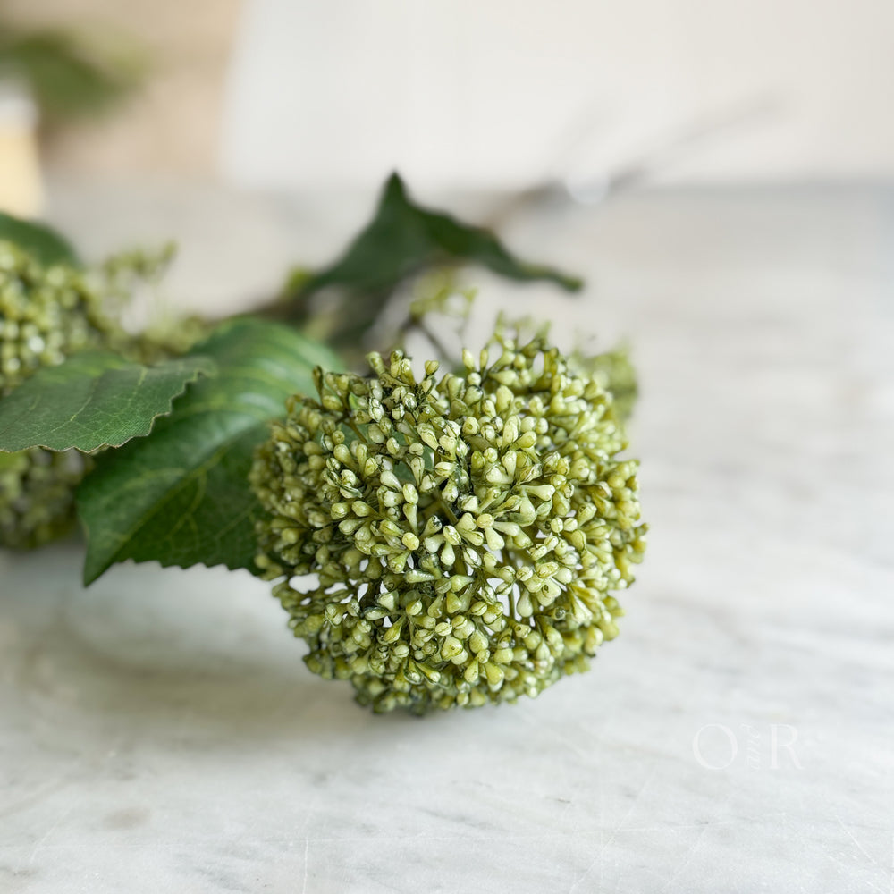 Green Viburnum Stem