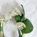 White Viburnum Stem
