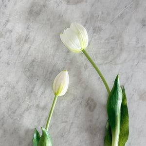 White Tulip.