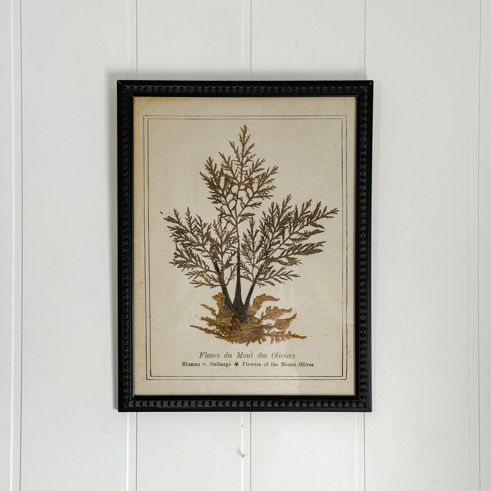 Botanical Framed Art- Flowers from Mount Olive.