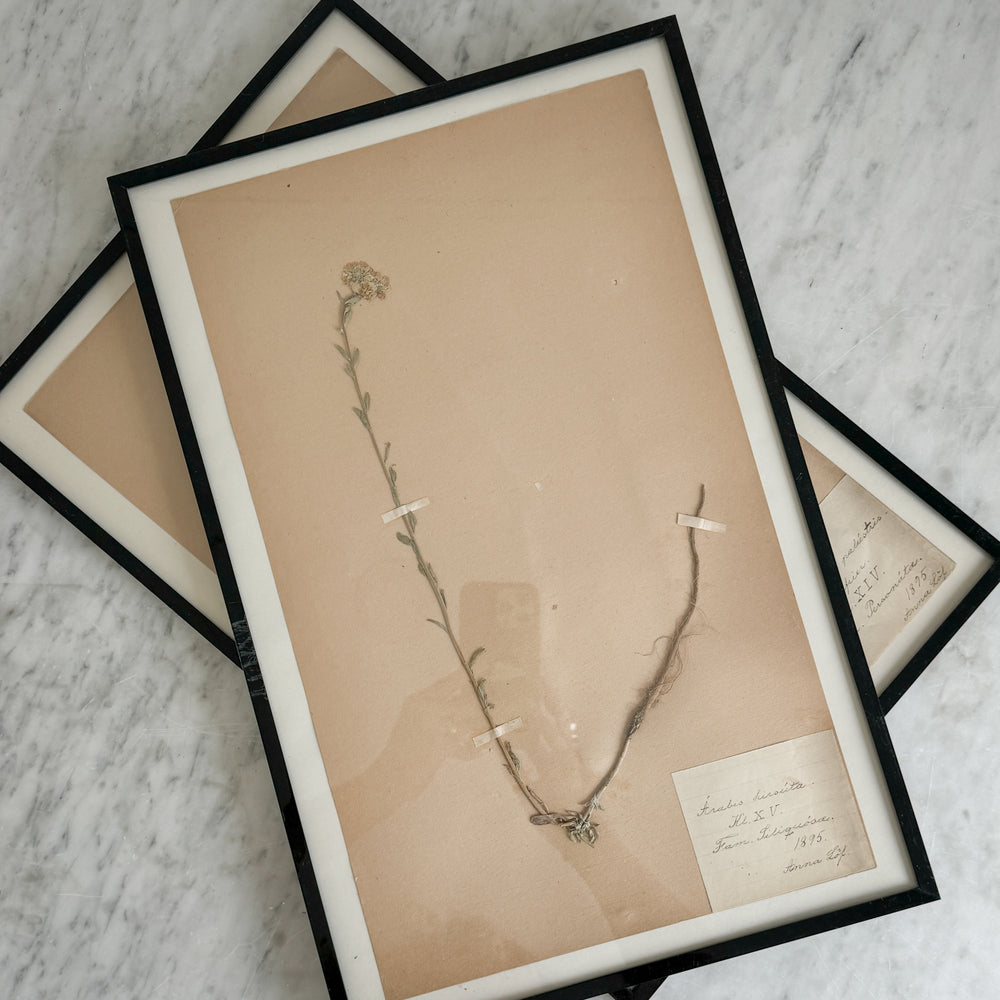Vintage french 1900's herbarium.