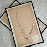 Vintage french 1900's herbarium.