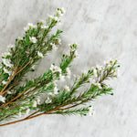 Faux Wax Flower.