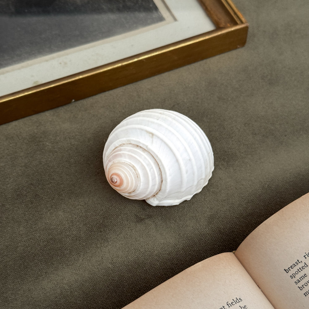 Vintage white spiral shell